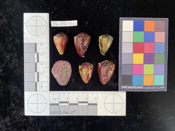 CmilAR105; 22x14.5x18.5 dorsal photo thumbnail