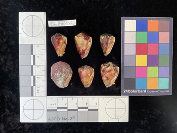 CmilAR105; 22x14.5x18.5 ventral photo thumbnail
