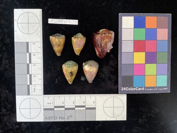 CmilAR111; 20.5x14x18 dorsal photo thumbnail