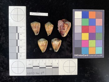 CmilAR111; 20.5x14x18 ventral photo thumbnail