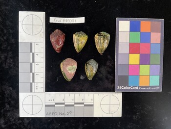CcorAR051; 22.5x14.5x17.5 dorsal photo thumbnail