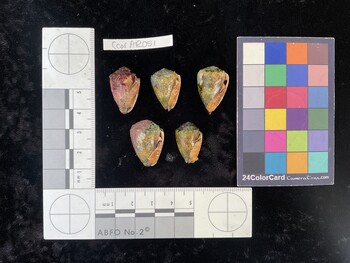 CcorAR051; 22.5x14.5x17.5 ventral photo thumbnail