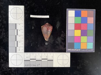 CmaltAR002; 30x18.5x25 dorsal photo thumbnail