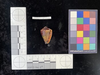 CmaltAR002; 30x18.5x25 ventral photo thumbnail