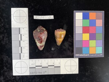 ClivAR073; 38*x21.5x30.5 dorsal photo thumbnail