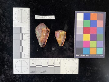 ClivAR073; 38*x21.5x30.5 ventral photo thumbnail