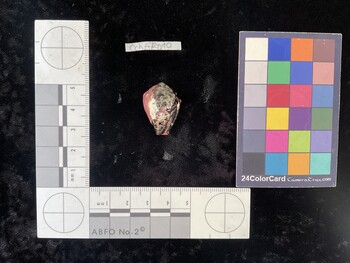 CchAR010; 26x17.5x19 ventral photo thumbnail