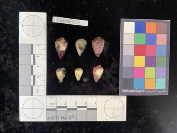 CnanAR037; 21*x12.5*x16 dorsal photo thumbnail