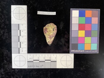 CfrigAR007; 35*x23*x28 dorsal photo thumbnail