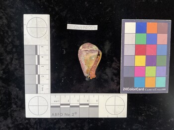 CfrigAR007; 35*x23*x28 ventral photo thumbnail