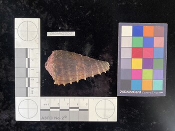 Cdist001; 61.5*x33x52 dorsal photo thumbnail