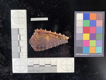 Cdist001; 61.5*x33x52 ventral photo thumbnail