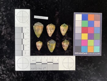 CcorAR063; 20.5x13.5x15.5 dorsal photo thumbnail