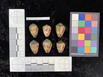 CcorAR067; 23.5x14.5x16 ventral photo thumbnail