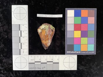 CfrigAR008; 42*x25x34 dorsal photo thumbnail