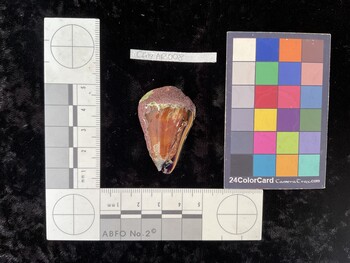CfrigAR008; 42*x25x34 ventral photo thumbnail