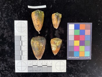 CpulAR011; 39.5x25x35.5 dorsal photo thumbnail