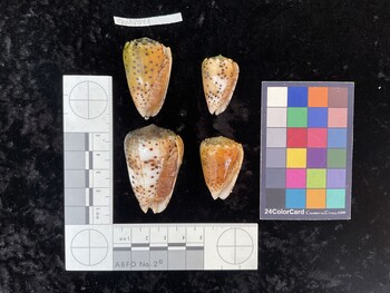 CpulAR011; 39.5x25x35.5 ventral photo thumbnail