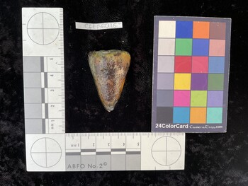 CflAR016; 38.5x26x36.5 dorsal photo thumbnail