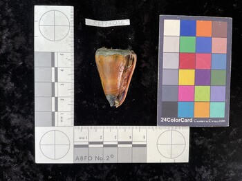 CflAR016; 38.5x26x36.5 ventral photo thumbnail