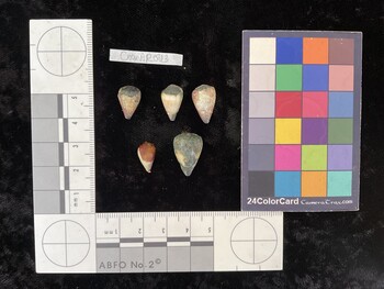 CnanAR043; 14x9.5x11.5 dorsal photo thumbnail