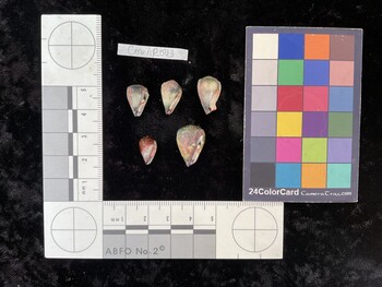 CnanAR043; 14x9.5x11.5 ventral photo thumbnail