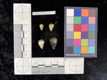 CnanAR048; 10x5.5x8.5 dorsal photo thumbnail