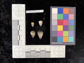 CnanAR048; 10x5.5x8.5 ventral photo thumbnail