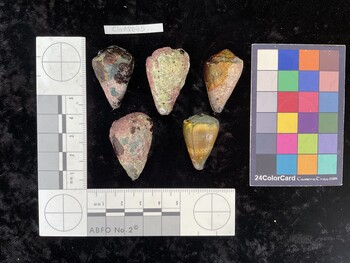 ClivAR075; 32x20.5x26 dorsal photo thumbnail
