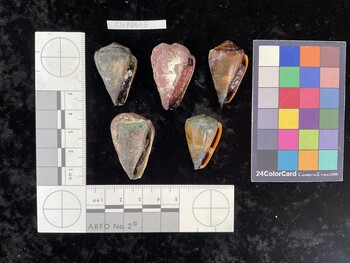 ClivAR075; 32x20.5x26 ventral photo thumbnail