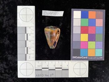 ClivAR080; 34x22x31 ventral photo thumbnail