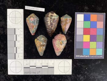 ClivAR081; 33x19.5x27.5 dorsal photo thumbnail