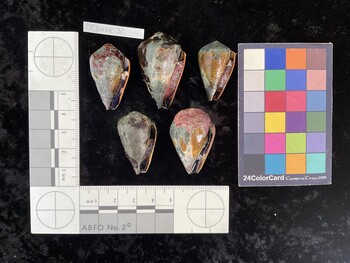 ClivAR081; 33x19.5x27.5 ventral photo thumbnail