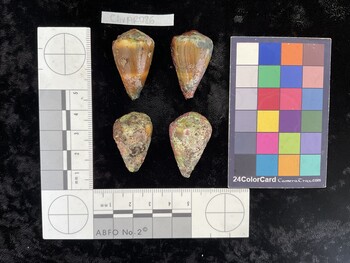 ClivAR086; 32x20x26 dorsal photo thumbnail