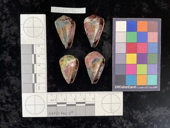 ClivAR086; 32x20x26 ventral photo thumbnail