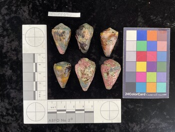 ClivAR090; 31.5x20x25 dorsal photo thumbnail