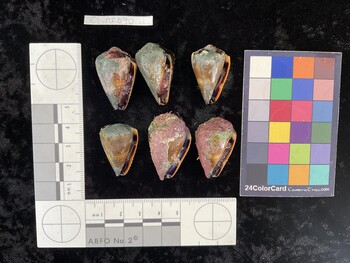 ClivAR090; 31.5x20x25 ventral photo thumbnail
