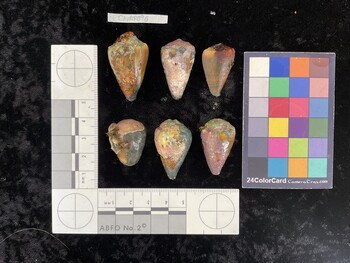 ClivAR096; 36.5*x22x29 dorsal photo thumbnail
