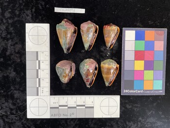 ClivAR096; 36.5*x22x29 ventral photo thumbnail