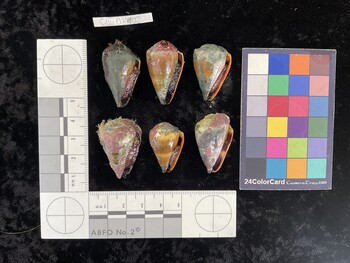 ClivAR102; 33*x19x26.5 ventral photo thumbnail