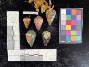 ClivAR108; 23.5x14.5x19.5 dorsal photo thumbnail