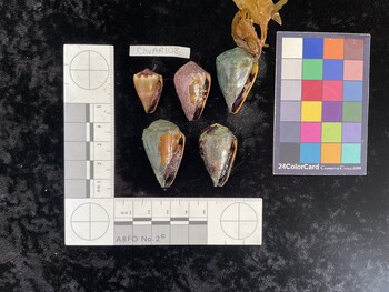 ClivAR108; 23.5x14.5x19.5 ventral photo thumbnail