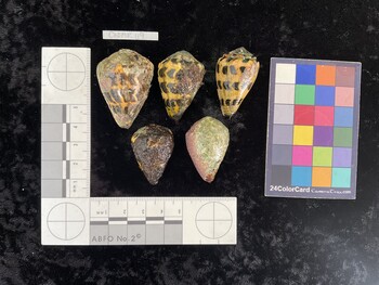 CebAR119; 40.5x27.5x34 dorsal photo thumbnail