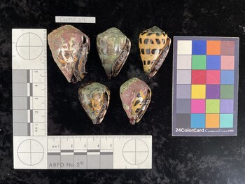 CebAR119; 40.5x27.5x34 ventral photo thumbnail