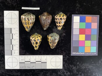 CebAR124; 33.5x22.5x28 dorsal photo thumbnail