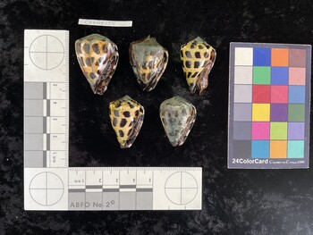 CebAR124; 33.5x22.5x28 ventral photo thumbnail