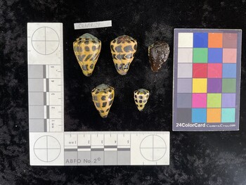 CebAR129; 30x20x24 dorsal photo thumbnail