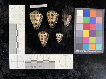 CebAR129; 30x20x24 ventral photo thumbnail