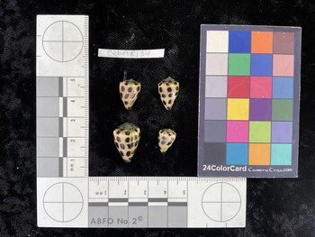 CebAR134; 15x10.5x13.5 dorsal photo thumbnail
