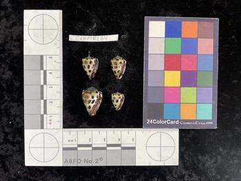 CebAR134; 15x10.5x13.5 ventral photo thumbnail